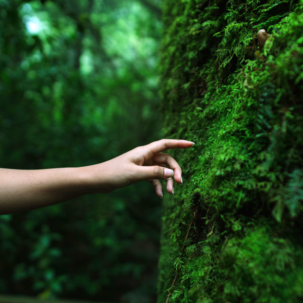 MOSS ELEMENTS