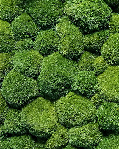 Bun Moss Pemium
