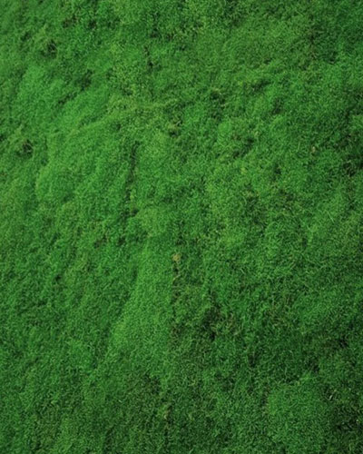 Forest Moss Pemium
